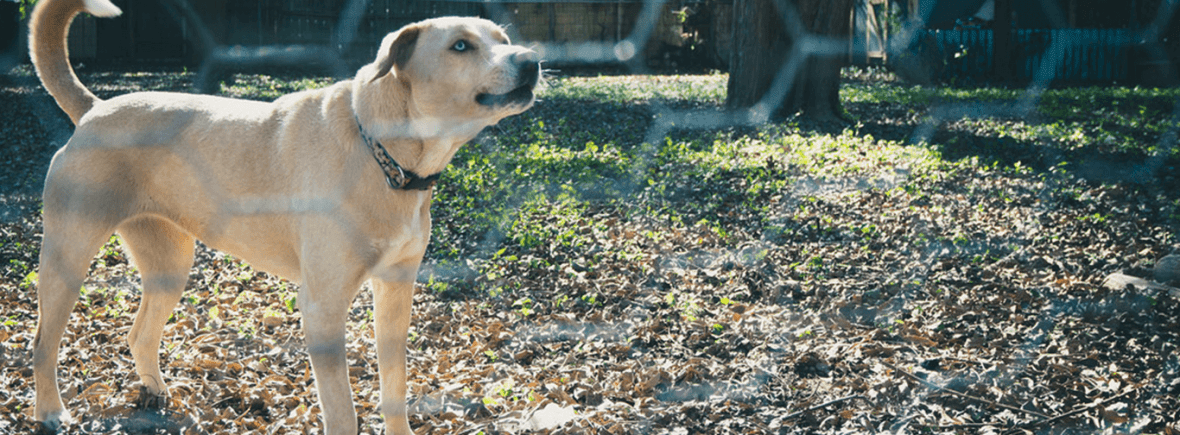 Behavior Modification Training