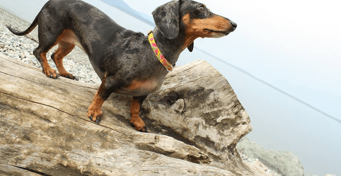 Pet Sitting and Dog Training Bellingham