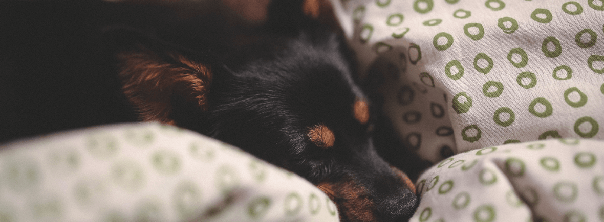 Pet Sitting Bellingham